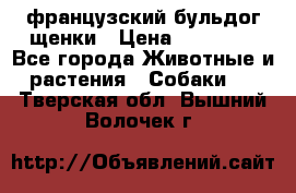 французский бульдог щенки › Цена ­ 50 000 - Все города Животные и растения » Собаки   . Тверская обл.,Вышний Волочек г.
